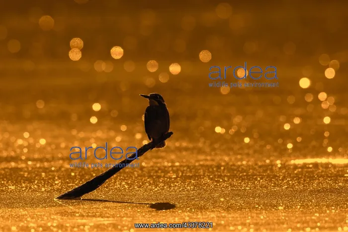 : Common kingfisher, Eurasian kingfisher (Alcedo atthis) : Common kingfisher, Eurasian kingfisher (Alcedo atthis)