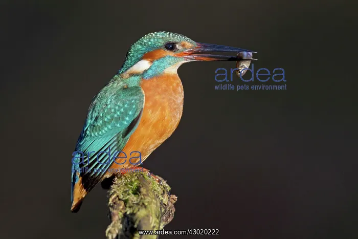 : Common Kingfisher with fish prey in beak : Common Kingfisher with fish prey in beak