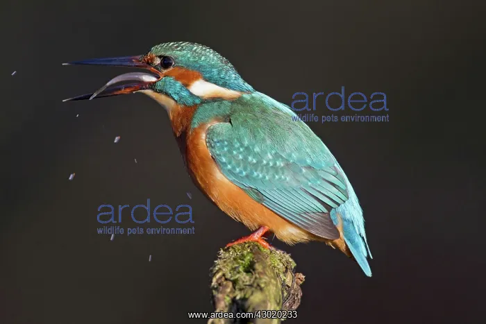 : Common Kingfisher with fish prey in beak : Common Kingfisher with fish prey in beak