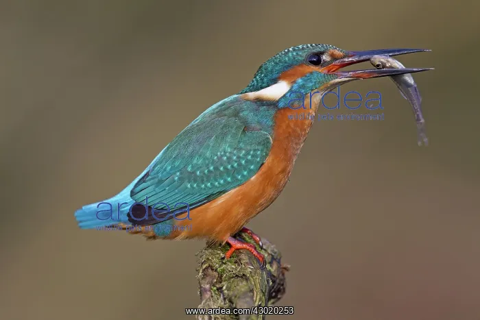 : Common Kingfisher with fish prey in beak : Common Kingfisher with fish prey in beak