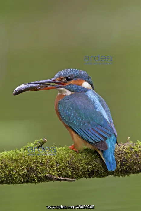 : Common Kingfisher with fish prey in beak : Common Kingfisher with fish prey in beak