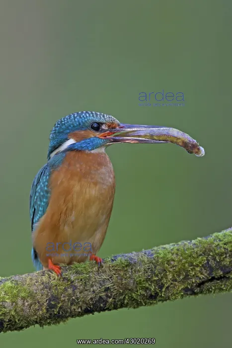 : Common Kingfisher with fish prey in beak : Common Kingfisher with fish prey in beak