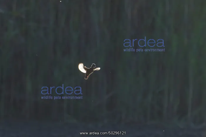 : Common Kingfisher flight : Common Kingfisher flight