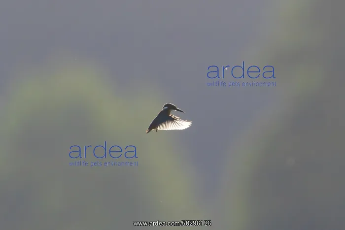 : Common Kingfisher flight : Common Kingfisher flight