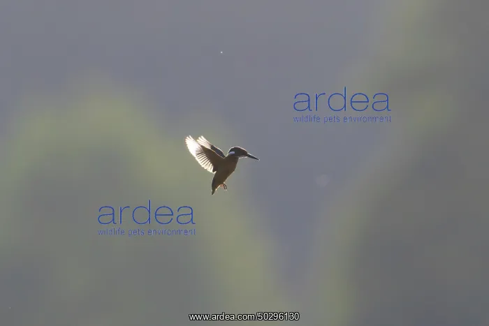 : Common Kingfisher flight : Common Kingfisher flight