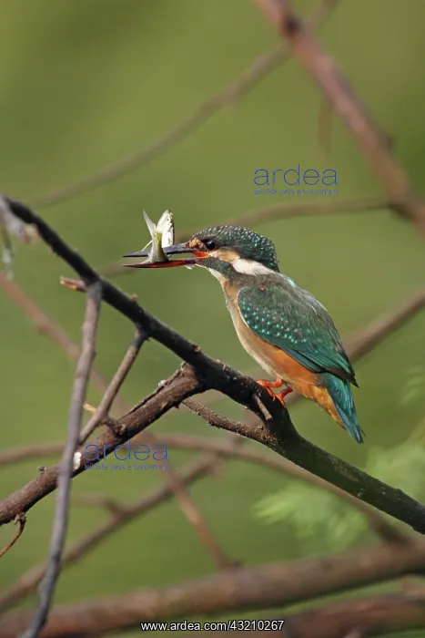 : Common Kingfisher, Keoladeo National Park : Common Kingfisher, Keoladeo National Park