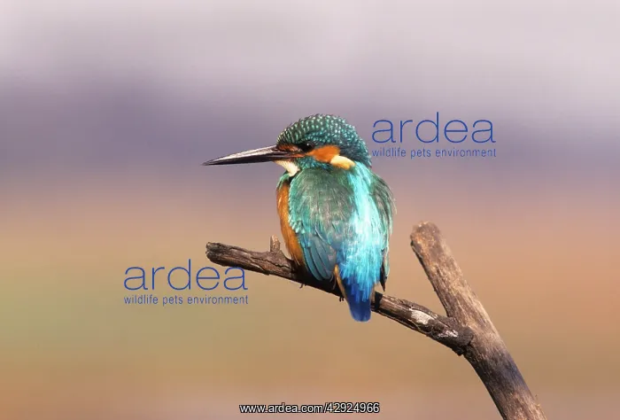 : Common Kingfisher, On perch : Common Kingfisher, On perch