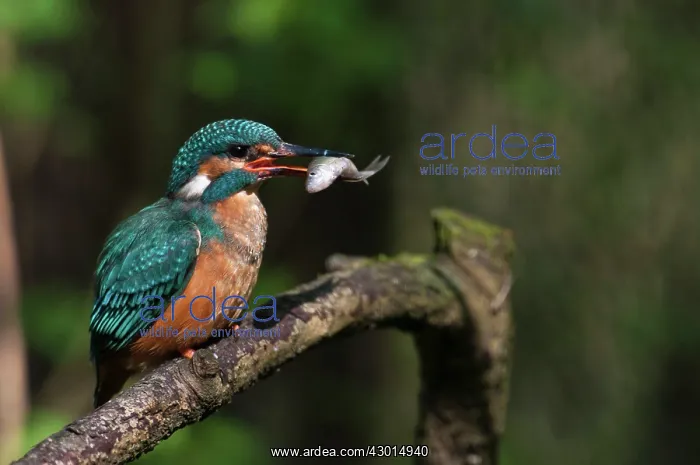 : Common Kingfisher perched on branch with prey : Common Kingfisher perched on branch with prey