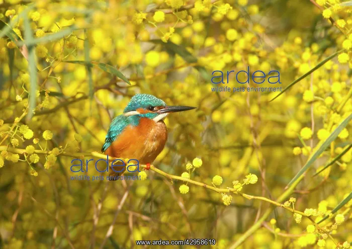 : Common Kingfisher - perched in yellow flowering : Common Kingfisher - perched in yellow flowering