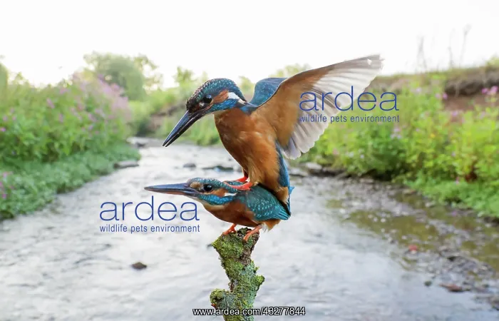 : Common kingfishers (Alcedo atthis) mating on the : Common kingfishers (Alcedo atthis) mating on the