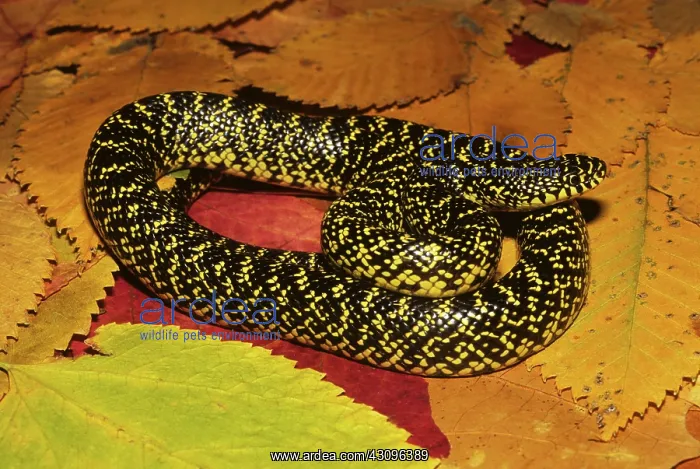 : Common Kingsnake : Common Kingsnake