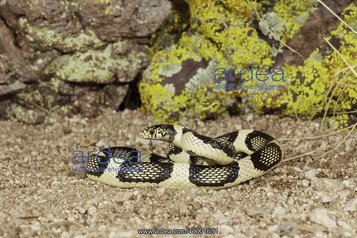 : Common Kingsnake - controlled conditions : Common Kingsnake - controlled conditions