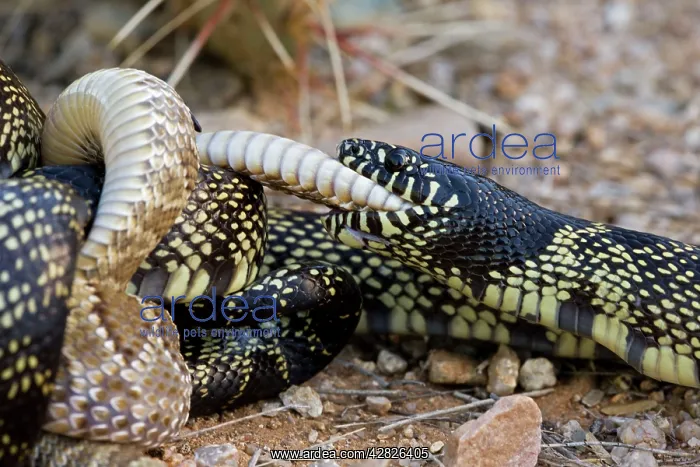 : Common Kingsnake - eating Mohave Rattlesnake (Crotalus : Common Kingsnake - eating Mohave Rattlesnake (Crotalus