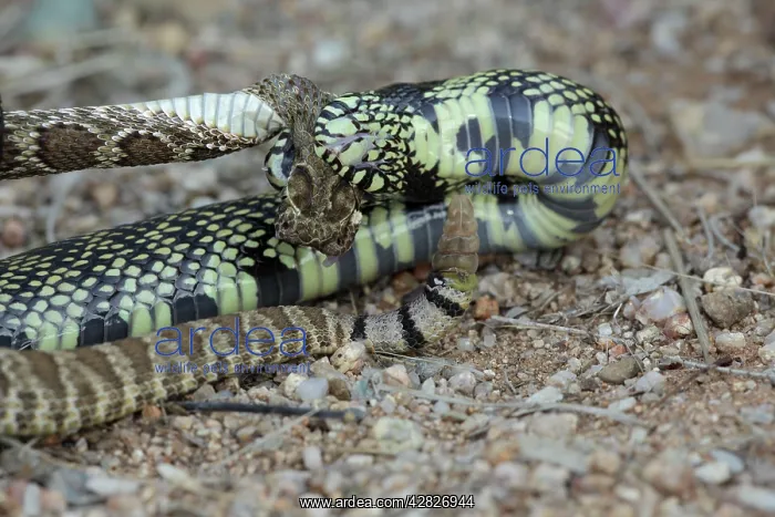 : Common Kingsnake - eating Mohave Rattlesnake (Crotalus : Common Kingsnake - eating Mohave Rattlesnake (Crotalus