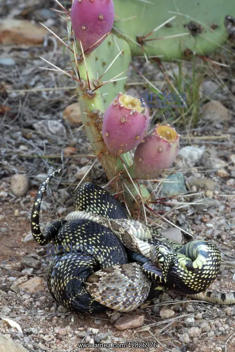 : Common Kingsnake - eating Mohave Rattlesnake (Crotalus : Common Kingsnake - eating Mohave Rattlesnake (Crotalus