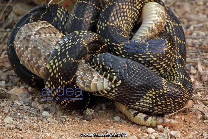 : Common Kingsnake - eating Mohave Rattlesnake (Crotalus : Common Kingsnake - eating Mohave Rattlesnake (Crotalus
