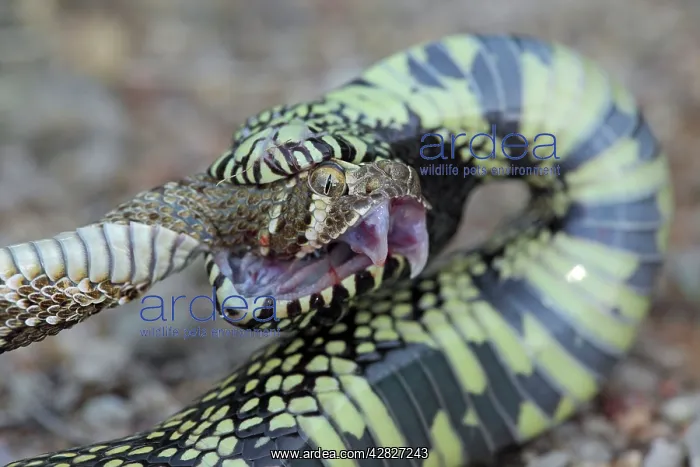 : Common Kingsnake - eating Mohave Rattlesnake (Crotalus : Common Kingsnake - eating Mohave Rattlesnake (Crotalus