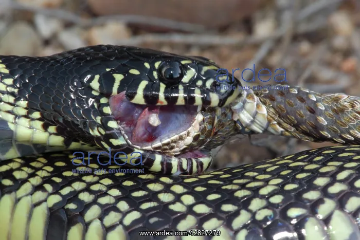 : Common Kingsnake - eating Mohave Rattlesnake (Crotalus : Common Kingsnake - eating Mohave Rattlesnake (Crotalus