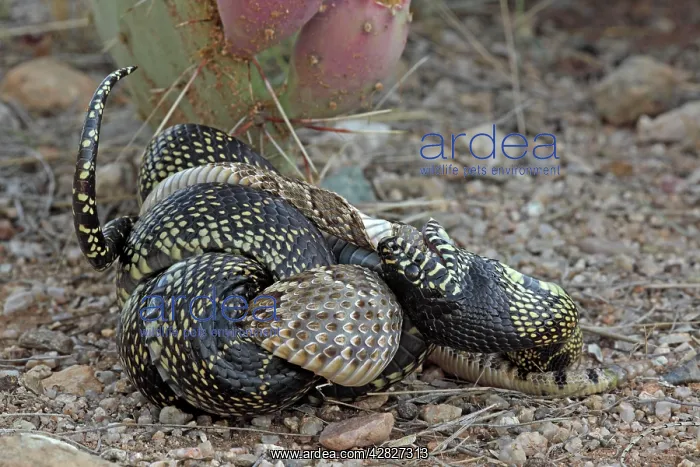 : Common Kingsnake - eating Mohave Rattlesnake (Crotalus : Common Kingsnake - eating Mohave Rattlesnake (Crotalus