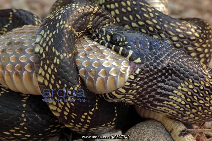 : Common Kingsnake - eating Mohave Rattlesnake (Crotalus : Common Kingsnake - eating Mohave Rattlesnake (Crotalus