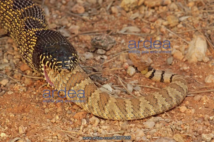 : Common Kingsnake - eating Mohave Rattlesnake (Crotalus : Common Kingsnake - eating Mohave Rattlesnake (Crotalus