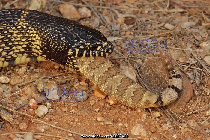 : Common Kingsnake - eating Mohave Rattlesnake (Crotalus : Common Kingsnake - eating Mohave Rattlesnake (Crotalus