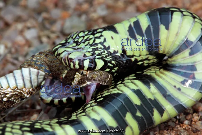 : Common Kingsnake - eating Mohave Rattlesnake (Crotalus : Common Kingsnake - eating Mohave Rattlesnake (Crotalus
