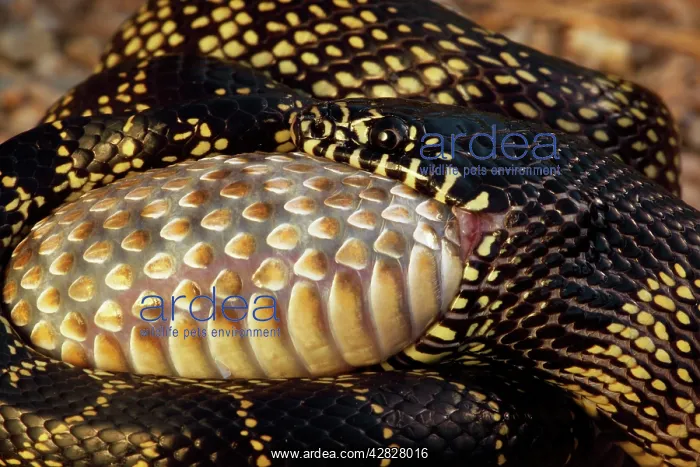 : Common Kingsnake - eating Mohave Rattlesnake (Crotalus : Common Kingsnake - eating Mohave Rattlesnake (Crotalus