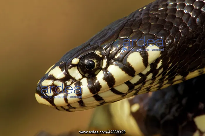 : Common Kingsnake - Head : Common Kingsnake - Head