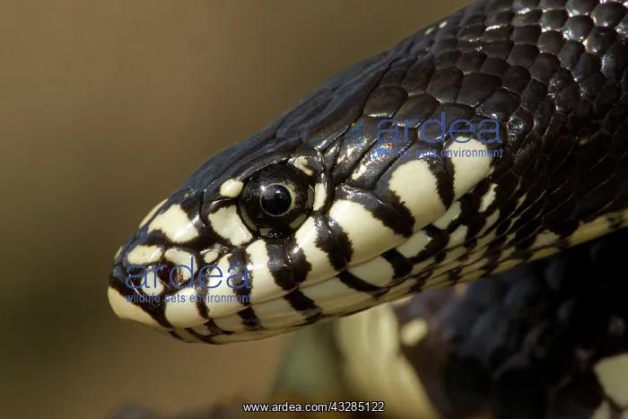 : Common Kingsnake (Lampropeltis getulus) - Head - Arizona - : Common Kingsnake (Lampropeltis getulus) - Head - Arizona -