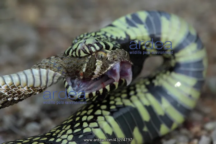 : Common Kingsnake (Lampropeltus getula) eating Mohave Rattles : Common Kingsnake (Lampropeltus getula) eating Mohave Rattles