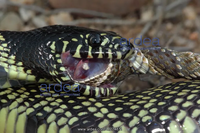 : Common Kingsnake (Lampropeltus getula) eating Mohave Rattles : Common Kingsnake (Lampropeltus getula) eating Mohave Rattles