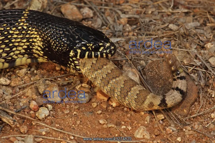 : Common Kingsnake (Lampropeltus getula) eating Mohave Rattles : Common Kingsnake (Lampropeltus getula) eating Mohave Rattles