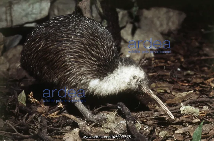 : Common Kiwi : Common Kiwi