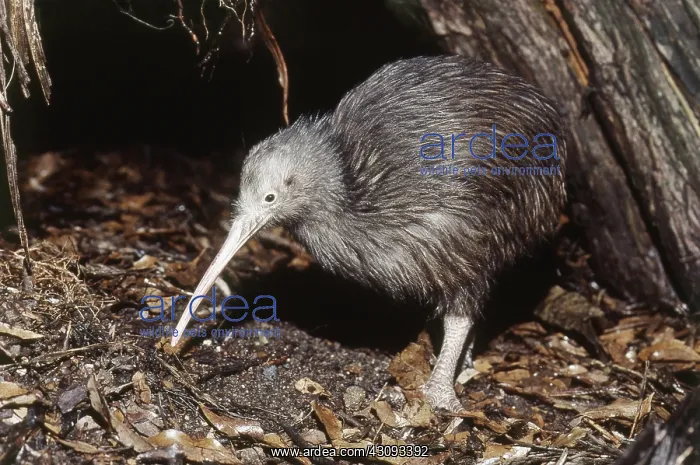 : Common Kiwi : Common Kiwi