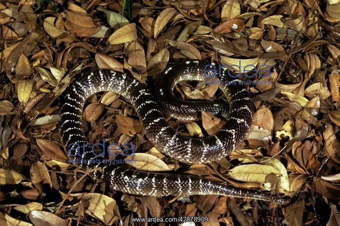 : Common Krait Snake : Common Krait Snake