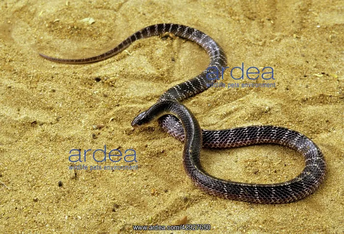 : COMMON KRAIT SNAKE : COMMON KRAIT SNAKE