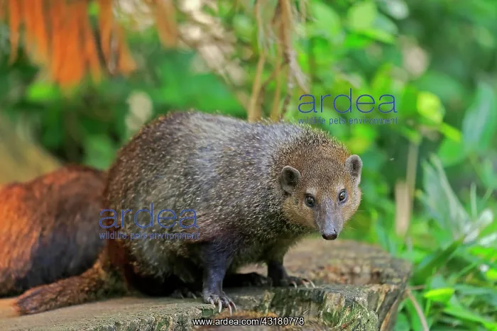 : Common kusimanse (Crossarchus obscurus), adult : Common kusimanse (Crossarchus obscurus), adult