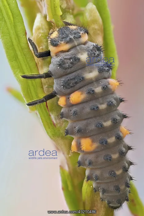 : This is the most common ladybird in Europe, intr : This is the most common ladybird in Europe, intr