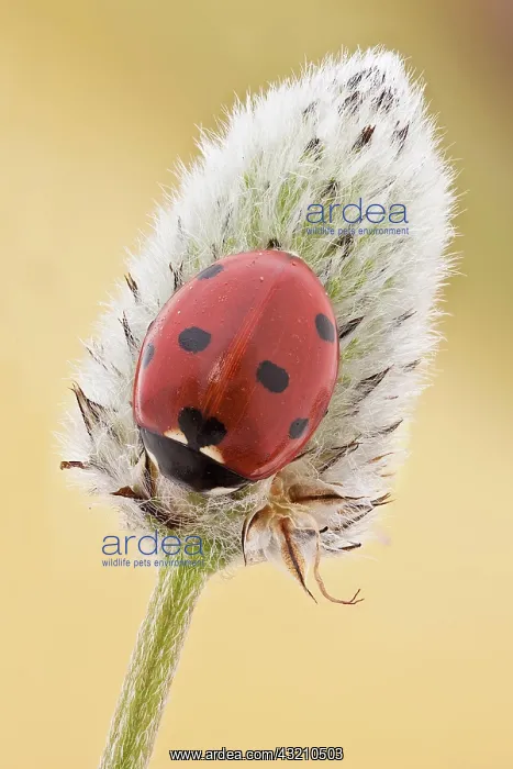 : This is the most common ladybird in Europe, intr : This is the most common ladybird in Europe, intr