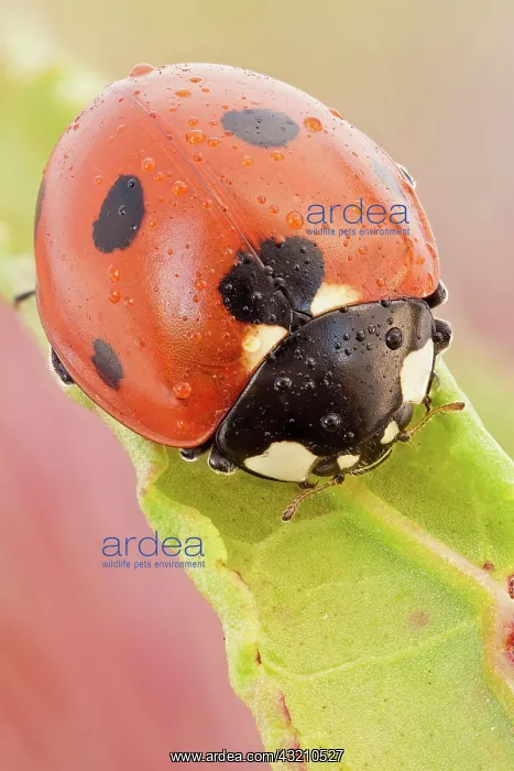 : This is the most common ladybird in Europe, intr : This is the most common ladybird in Europe, intr