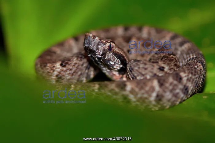 : Common Lancehead (Bothrops atrox) - Petit-Saut - : Common Lancehead (Bothrops atrox) - Petit-Saut -