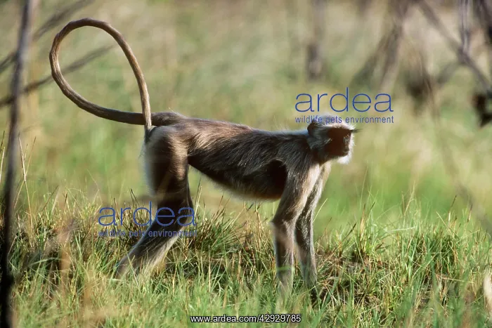 : Common Langur MONKEY : Common Langur MONKEY