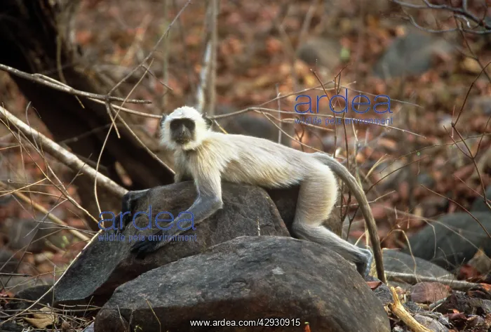 : Common Langur Monkey : Common Langur Monkey