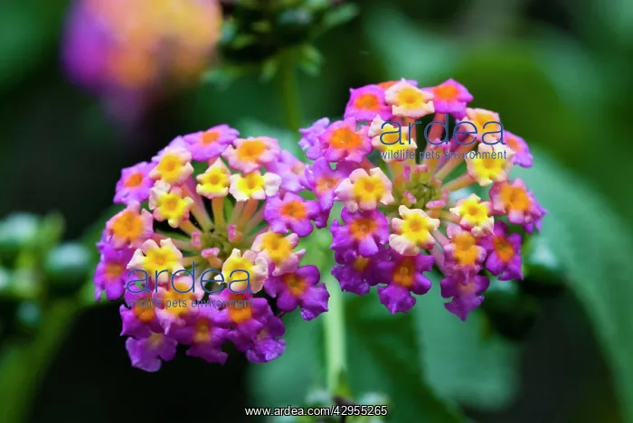: Common Lantana / Bird's Brandy / Tickberry flowers : Common Lantana / Bird's Brandy / Tickberry flowers
