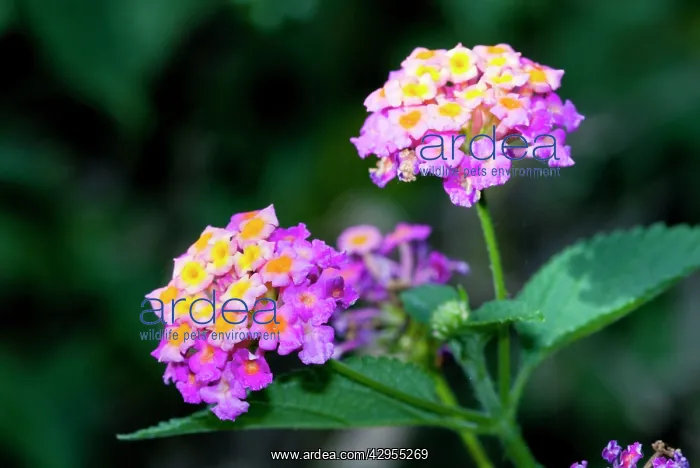 : Common Lantana / Bird's Brandy / Tickberry flowers : Common Lantana / Bird's Brandy / Tickberry flowers