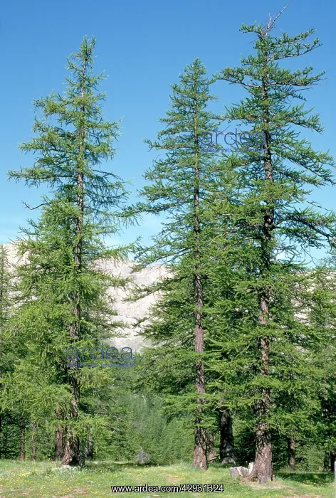 : Common Larches : Common Larches