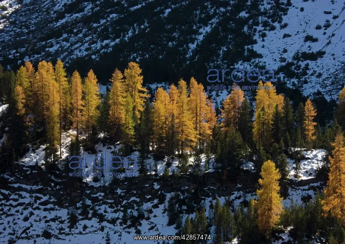 : Common Larches in autumn : Common Larches in autumn