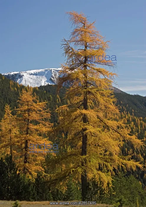 : Common Larches in autumn : Common Larches in autumn