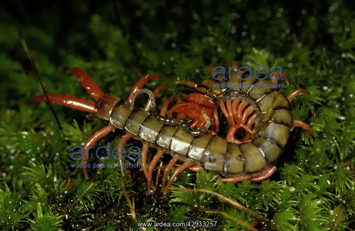: A common large centipede, unidentified species : A common large centipede, unidentified species